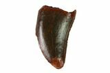 Serrated, Raptor Tooth - Real Dinosaur Tooth #137191-1